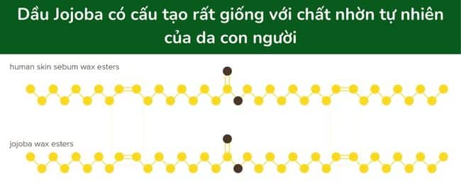 Cấu tạo của dầu Jojoba với làn da con người